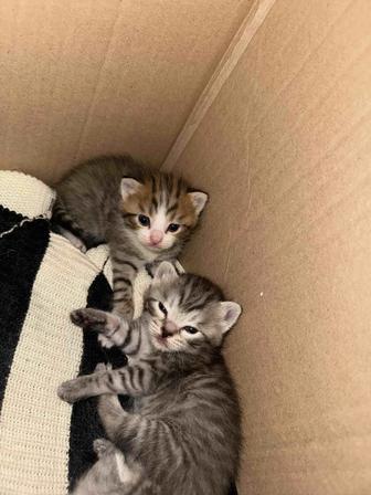Котята даром