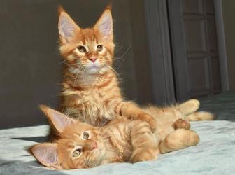 МЕЙН КУН ,, красное золото ,,