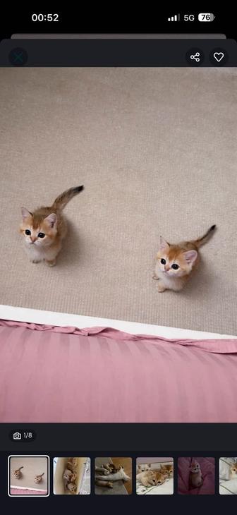 Британские короткошерстные золотые шиншиллы