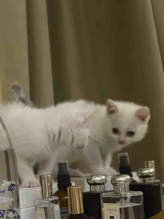 отдам котенка в добрые руки