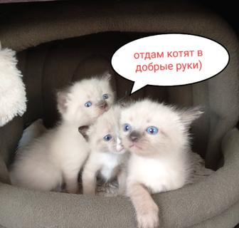 Отдам котят