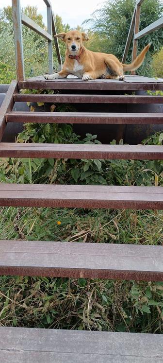 Собака-улыбака