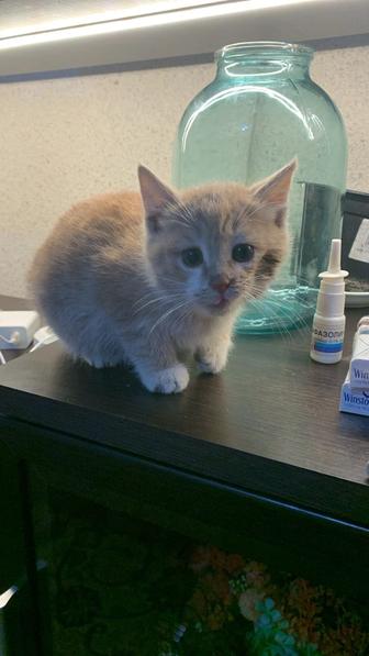 Котенок ( Девочка)