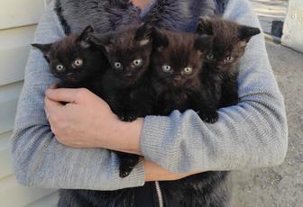 Котята