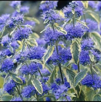 Кариоптерис