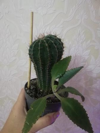 Продам кактус с каланхоэ в одном горшке