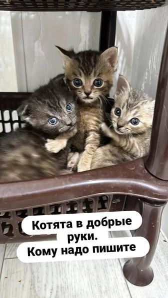Котята полубританцы