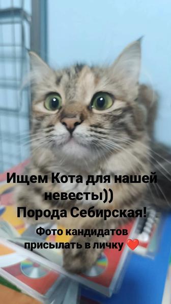 Мейн кун кошка