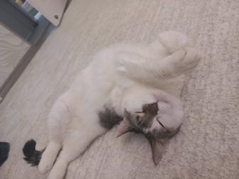 Кошка бесплатно