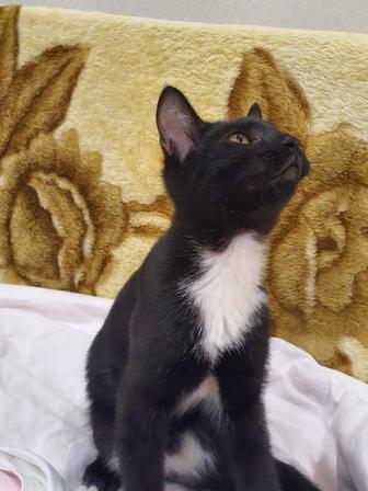 Ищу семью для 4х мес.котенка.