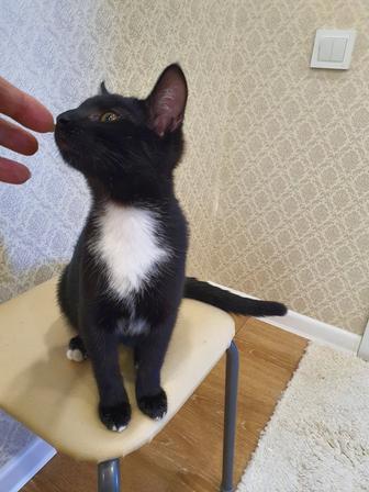 Ищу семью для 4х мес.котенка.