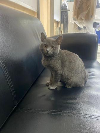Отдам серого котенка. Просто прелесть