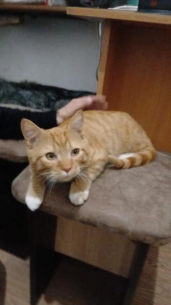 Котик мальчик