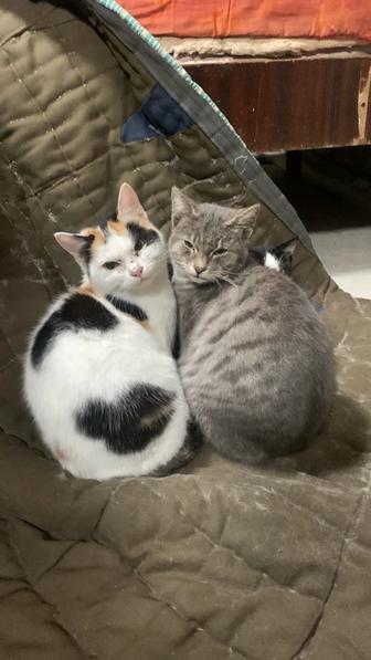 Отдам котят