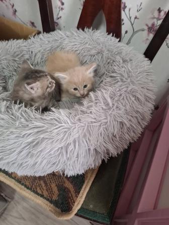 Отдам даром котят