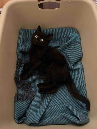 Котенок в добрые руки