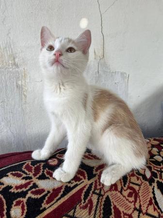 Котенок в добрые руки