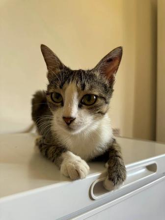 Ласковая кошечка ищет дом