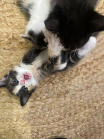 Отдам котят в добрые руки!1.5 месяца,кушают сами,к лотку приучены.