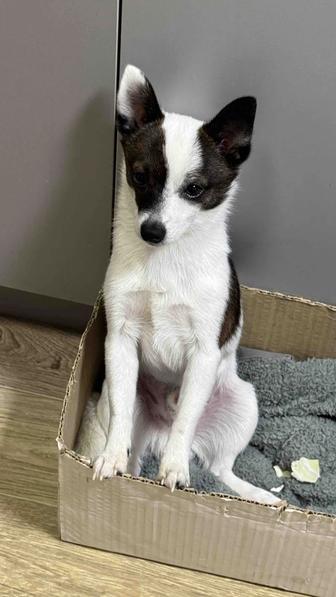 Нужна девочка для случки с кобелем