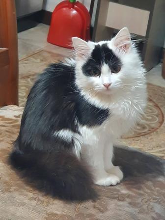 Отдам в хорошие руки кошку