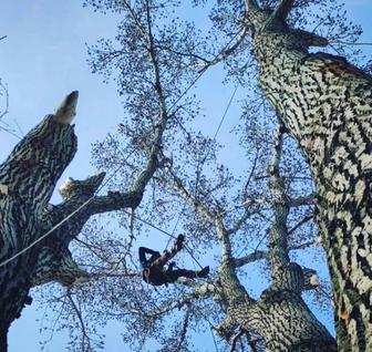 Спил Деревьев ,Санитарная Обрезка