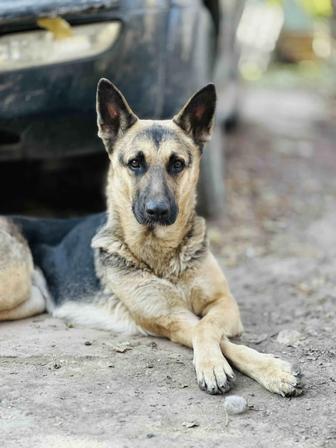 Ищет семью немецкая овчарка