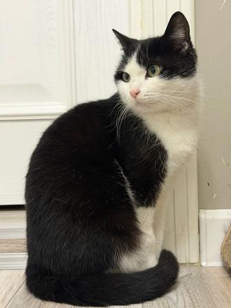 Кошечка красотка Варя!