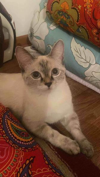 Кошка