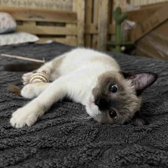 Породистые котята 6-7 месяцев