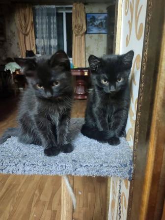 Котята