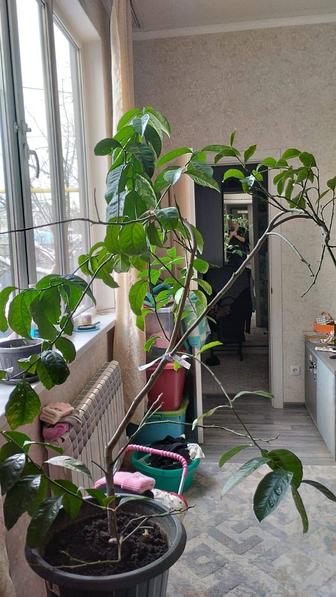 Продам лимон плодоносящий комнатный