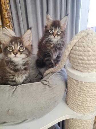 Продажа котят породы мейн-кун