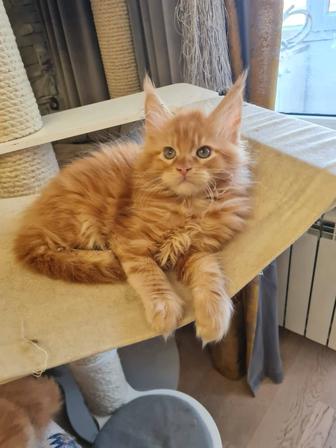 Продажа котят породы мейн-кун