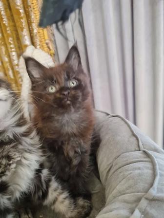 Продажа котят породы мейн-кун