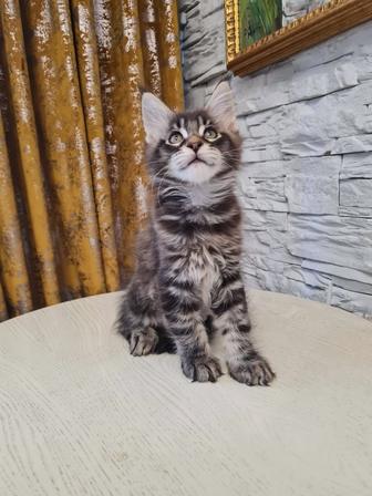 Продажа котят породы мейн-кун