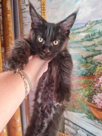 Продажа котят породы мейн-кун