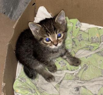Котенок ищет дом