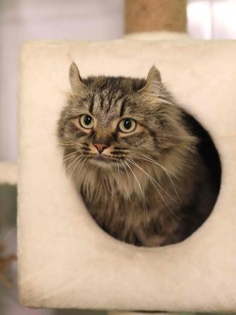 Пристраивается кошечка