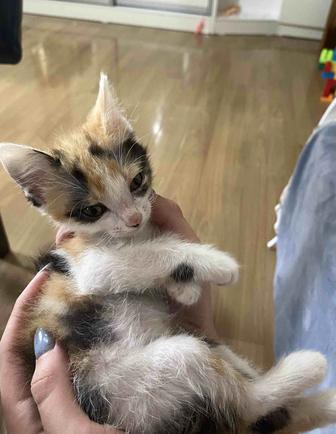 Отдам котят , только в добрые руки
