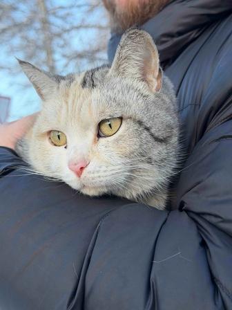 Кошка ищет дом