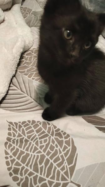 Котенок,мальчик ,отдадим добрым людям,к лотку приучен.