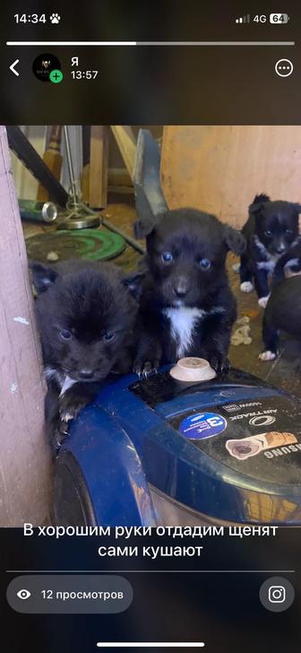 Бесплатно отдам щенят