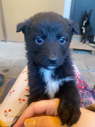 Бесплатно отдам щенят