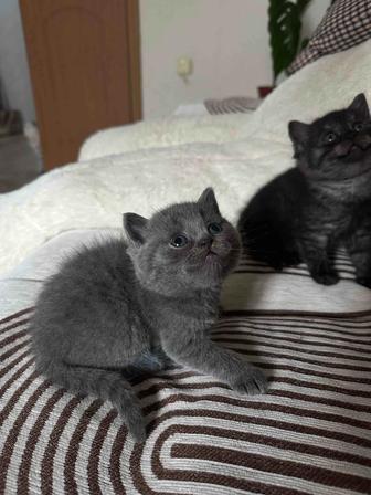 Породистые котята