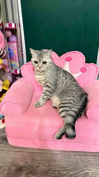 Вязка кошки