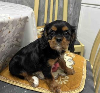 Девочка Кавалер Чарльз Кинг Спаниель