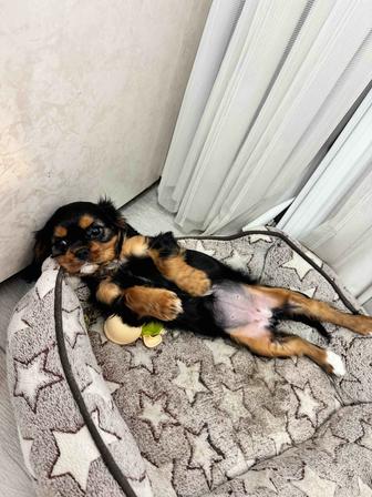 Девочка Кавалер Чарльз Кинг Спаниель