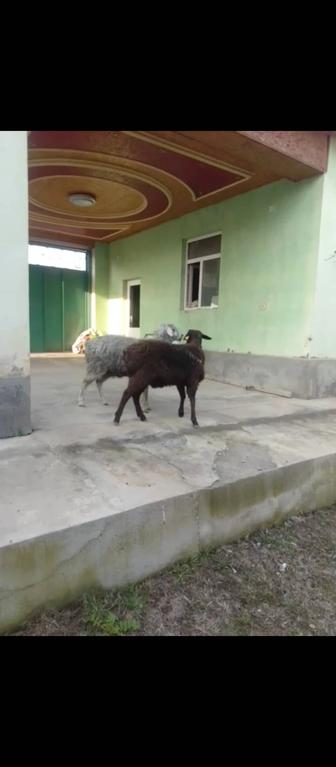 Кошкарлар сатылады