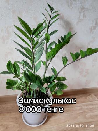 Продам замиокулькас